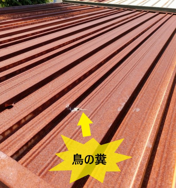 物置屋根に鳥の糞が落とされている　錆の原因